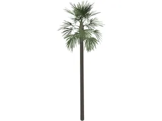 Tree Palm Fan 3D Model preview
