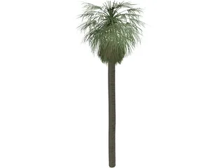 Tree Palm Washingtonia 3D Model preview