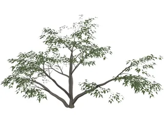 Mesquite Tree 3D Model preview