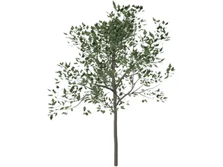 Magnolia Tree 3D Model preview