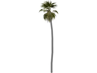 Tree Palm 3D Model preview