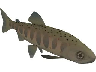 Amago 3D Model preview
