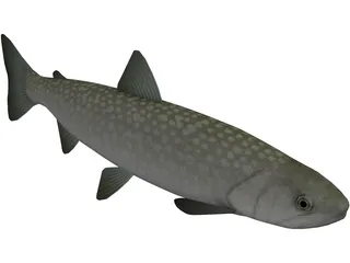 Amemasu 3D Model preview