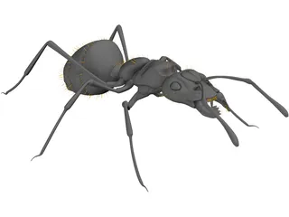 Ant Black 3D Model preview