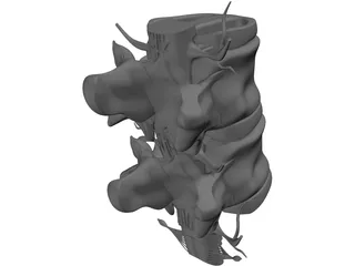 Lumbar Vertebrae 3D Model preview
