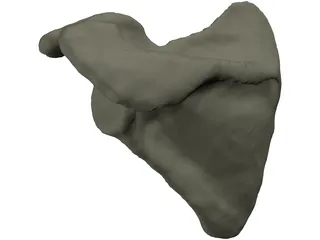 Scapula 3D Model preview