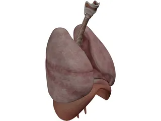 Human Respiratory System 3D Model preview