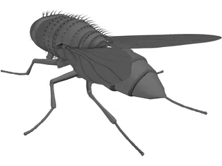 House Fly 3D Model preview