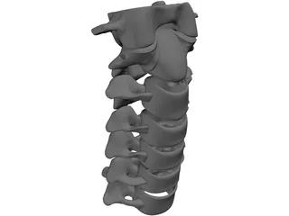 Vertebrae Cervical Bones 3D Model preview