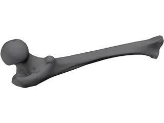 Femur Bone Man 3D Model preview