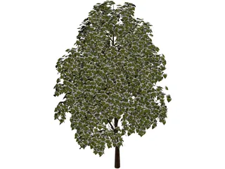 Pine Wood Tree 3D Model preview
