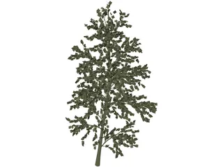 Pioppo Cipressino 3D Model preview