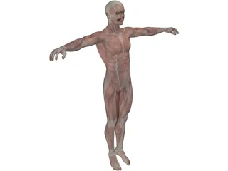 Human Body with Muscles 3D Model preview
