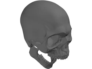 Skull Human 3D Model preview
