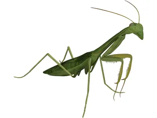 Mantis Praying 3D Model preview