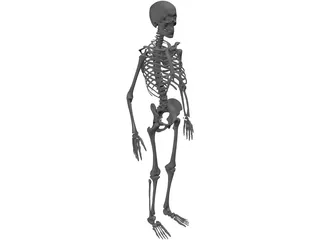 Skeleton 3D Model preview