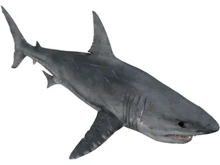 Great White Shark 3D Model preview