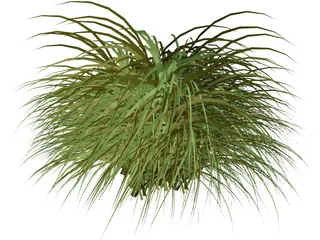 Gynerium Sagittatum Plant 3D Model preview