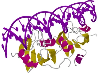 DNA 3D Structure 3D Model preview