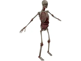 Skeleton with Internal Organs 3D Model preview