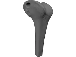 Human Knee 3D Model preview