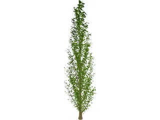 Lombardy Poplar (Populus Nigra) 3D Model preview