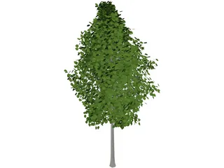 Quaking Aspen (Populus Tremuloides) 3D Model preview