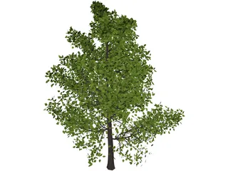 Sassafras 3D Model preview