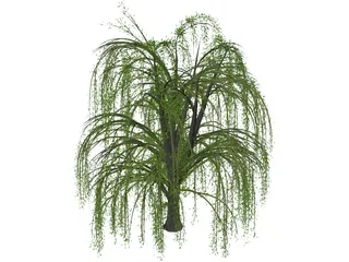 Weeping Willow 3D Model preview