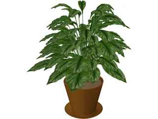 Spathiphyllum 3D Model preview