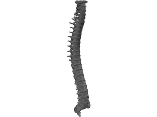 Spine 3D Model preview