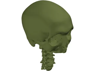 Skull and Neck 3D Model preview