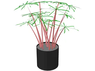 Cyperus Alternifolius 3D Model preview