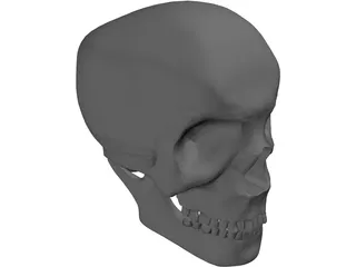 Skull Complete with Jaw Bone and Teeth 3D Model preview