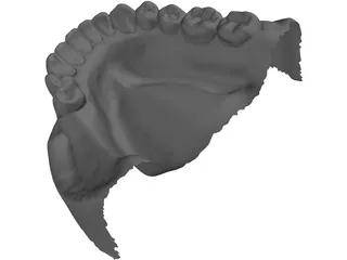 Teeth 3D Scanned 3D Model preview