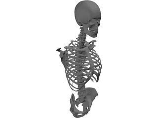 Upper Skeletal System 3D Model preview