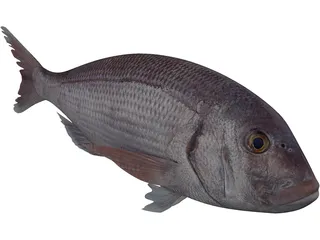 Black Sea Bass 3D Model preview
