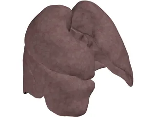 Lungs Human 3D Model preview