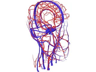 Systemic Circulation of Head 3D Model preview