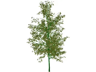 Birch Tree 3D Model preview