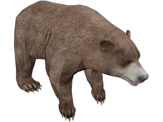 Brown Bear 3D Model preview