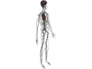 Circulatory System with Heart, Thymus and Brain 3D Model preview