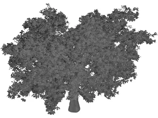 Quercus Tree 3D Model preview