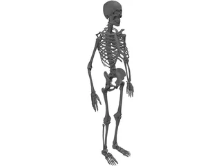 Skeleton 3D Model preview