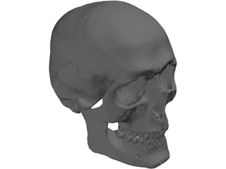 Skull Human 3D Model preview