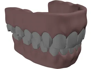 Gums Teeth Tongue 3D Model preview