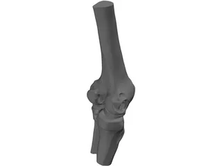 Human Knee Joint 3D Model preview