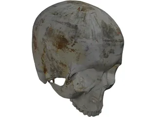 Human Skull No Jaw 3D Model preview