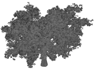 Quercus 3D Model preview