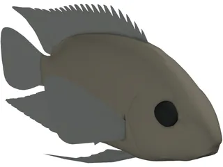 Cichlid 3D Model preview